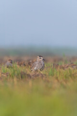 A sociable lapwing in breeding plumage sitting on the ground in a paddy field area on the outskirts of Nalsarovar lake are in Gujarat