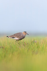 A sociable lapwing in breeding plumage sitting on the ground in a paddy field area on the outskirts of Nalsarovar lake are in Gujarat