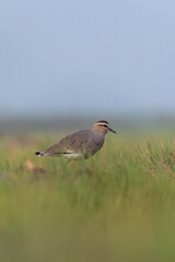 A sociable lapwing in breeding plumage sitting on the ground in a paddy field area on the outskirts of Nalsarovar lake are in Gujarat