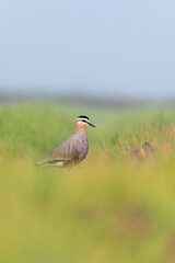 A sociable lapwing in breeding plumage sitting on the ground in a paddy field area on the outskirts of Nalsarovar lake are in Gujarat