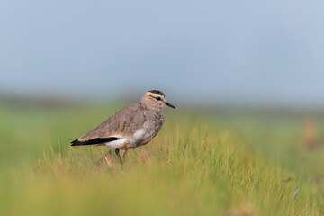 A sociable lapwing in breeding plumage sitting on the ground in a paddy field area on the outskirts of Nalsarovar lake are in Gujarat