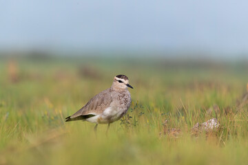 A sociable lapwing in breeding plumage sitting on the ground in a paddy field area on the outskirts of Nalsarovar lake are in Gujarat