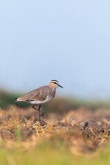 A sociable lapwing in breeding plumage sitting on the ground in a paddy field area on the outskirts of Nalsarovar lake are in Gujarat