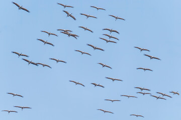 A group of Demoiselle crane circling in the sky over Nalsarovar lake area in Gujarat