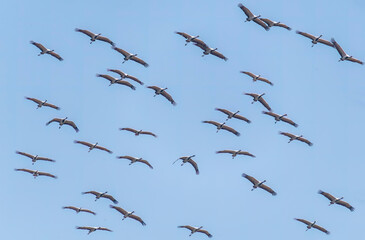 A group of Demoiselle crane circling in the sky over Nalsarovar lake area in Gujarat