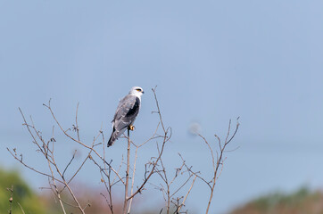 A black-winged kite aka black-shouldered kite perched on a tree branch on the outskirts of Nalsarovar lake area in Gujarat