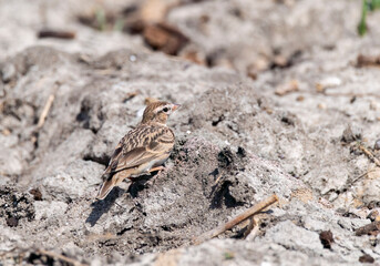 A mongolian short-toed lark perched on the ground next to the lake inside Nalsarovar bird sanctuary in Gujarat