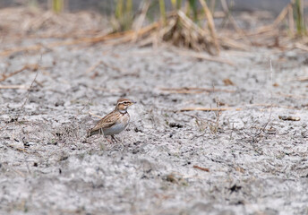 A mongolian short-toed lark perched on the ground next to the lake inside Nalsarovar bird sanctuary in Gujarat