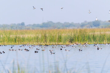 A beautiful view of the waders and ducks swimming inside Nalsarovark lake in Gujarat
