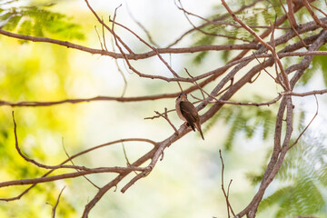 A Red-breasted flycatcher perched on a branch inside the park on the outskirts of Nalsarovar bird sanctuary in Gujarat