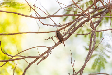 A Red-breasted flycatcher perched on a branch inside the park on the outskirts of Nalsarovar bird sanctuary in Gujarat