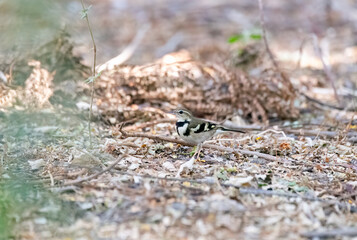 A Red-breasted flycatcher perched on a branch inside the park on the outskirts of Nalsarovar bird sanctuary in Gujarat