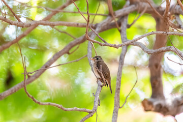 A Red-breasted flycatcher perched on a branch inside the park on the outskirts of Nalsarovar bird sanctuary in Gujarat
