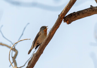 A Red-breasted flycatcher perched on a branch inside the park on the outskirts of Nalsarovar bird sanctuary in Gujarat