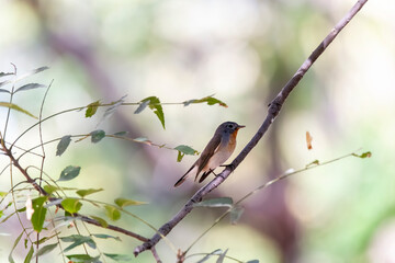 A Red-breasted flycatcher perched on a branch inside the park on the outskirts of Nalsarovar bird sanctuary in Gujarat