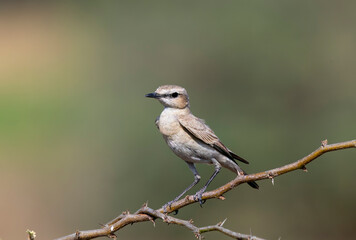 An Isabelline wheatear perched on a small thorny bush on the outskirts of Nalsarovar lake area in Gujarat