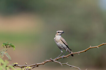 An Isabelline wheatear perched on a small thorny bush on the outskirts of Nalsarovar lake area in Gujarat