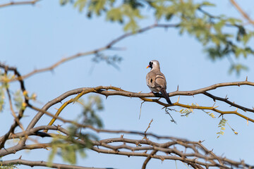 A Namaqua dove perched on a thorny branch on the outskirts of Nalsarovar lake area in Gujarat
