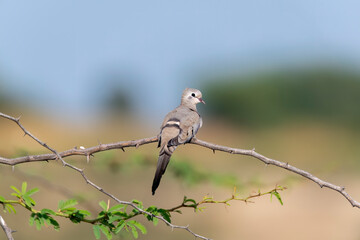 A Namaqua dove perched on a thorny branch on the outskirts of Nalsarovar lake area in Gujarat