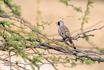 A Namaqua dove perched on a thorny branch on the outskirts of Nalsarovar lake area in Gujarat