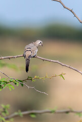 A Namaqua dove perched on a thorny branch on the outskirts of Nalsarovar lake area in Gujarat