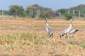 A group of common cranes feeding on the ground on the outskirts of Nalsarovar lake area in Gujarat