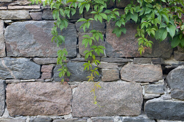 Old country stone wall partially covered with Virginia Creeper Parthenocissus quinquefolia vines