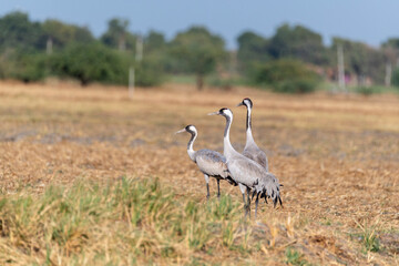 A group of common cranes feeding on the ground on the outskirts of Nalsarovar lake area in Gujarat