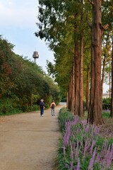 나무, 女, 네이처, 걷기, 경로, 걷다, 부부, 공원, 가을, 길거리, 국민, 남자아이, 개, 아웃도어, 꼬마, green, 여름, 산책로, 운동, 가정, 사람