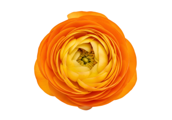 Vibrant orange and yellow ranunculus flower, detailed close-up against a stark black background.