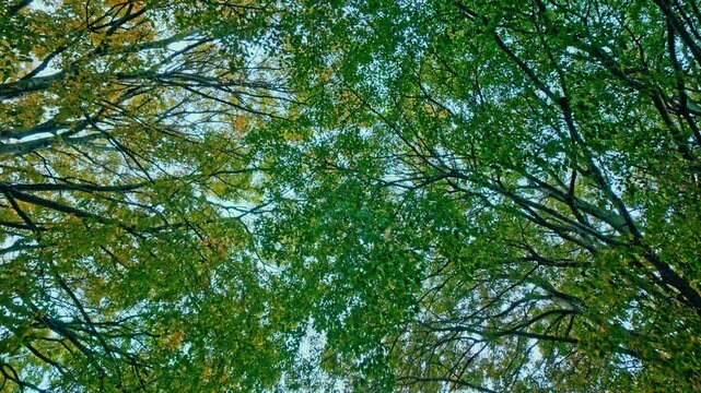 Branches d&rsquo;arbre occupant tout le cadre devant un ciel d&rsquo;&eacute;t&eacute; lumineux, plan textur&eacute; naturel avec feuilles en mouvement sous la brise l&eacute;g&egrave;re