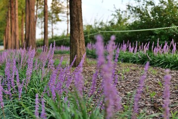 flower, 네이처, 들판, 경관, 보라색, green, 봄, 여름, 식물, 나무, 목초지, sky, 라벤더, blue, 목초, 분홍, 농촌, 경작, 시골, 난폭한