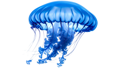 Jellyfish PNG, Transparent Background, Sea Creature, Ocean Animal, Glowing Tentacles, Marine Wildlife, Underwater Illustration, Transparent Floating Jellyfish
