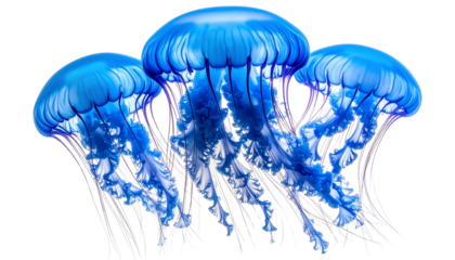 Jellyfish PNG, Transparent Background, Sea Creature, Ocean Animal, Glowing Tentacles, Marine Wildlife, Underwater Illustration, Transparent Floating Jellyfish