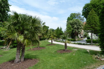 Obraz premium Kurpark mit Palmen in Bad Langensalza