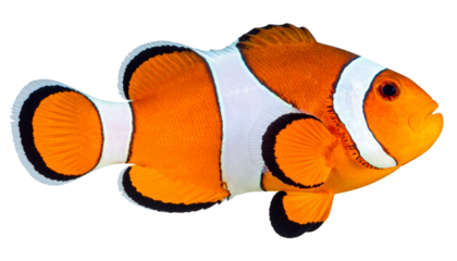 Clown Fish PNG, Tropical Sea Animal, Transparent Background, Orange and White Striped Fish, Marine Life, Cute Aquarium Fish, Ocean Wildlife Illustration