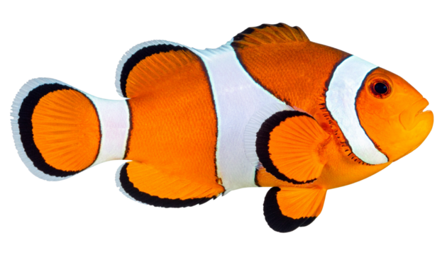 Clown Fish PNG, Tropical Sea Animal, Transparent Background, Orange and White Striped Fish, Marine Life, Cute Aquarium Fish, Ocean Wildlife Illustration