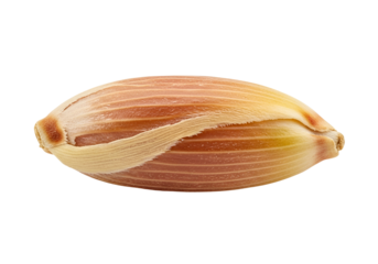 Close-up view of a seed with detailed textural elements and light brown, tan hues.