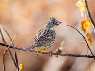 枝にとまるアオジ