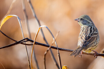 枝にとまるアオジ