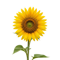 Fototapeta premium A vibrant sunflower isolated on transparent background, showcasing its bright yellow petals and dark center, symbolizing warmth, happiness, and longevity, perfect for summer themes, floral designs, an