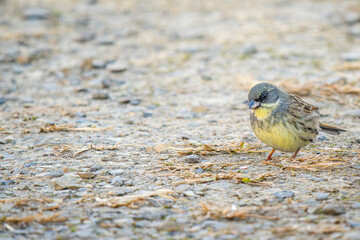 地面を歩くアオジ