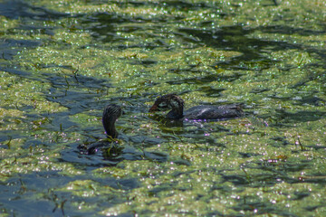 ducks in lily pads