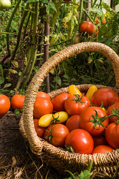 Harvest tomatoes in a basket in a glass greenhouse. Tomatoes are in the greenhouse on the farm. Vegetable growing and gardening