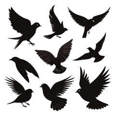 Obraz premium silhouettes of birds