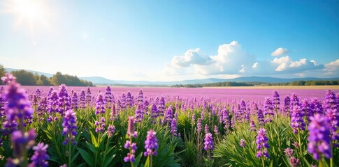 Vibrant Purple Wildflower Meadow Stretching to the Horizon under a Clear Sky A Tranquil Spring Landscape