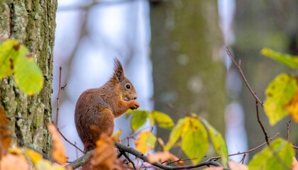 Red squirrel eating nut in autumnal forest