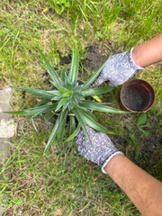 Pineapple plant growing outdoor close up outside