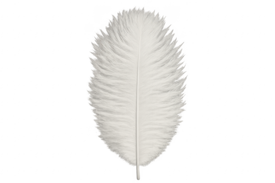 White feather representing lightness and softness with transparent background
