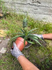 Gardening hands planting pineapple plant outside.